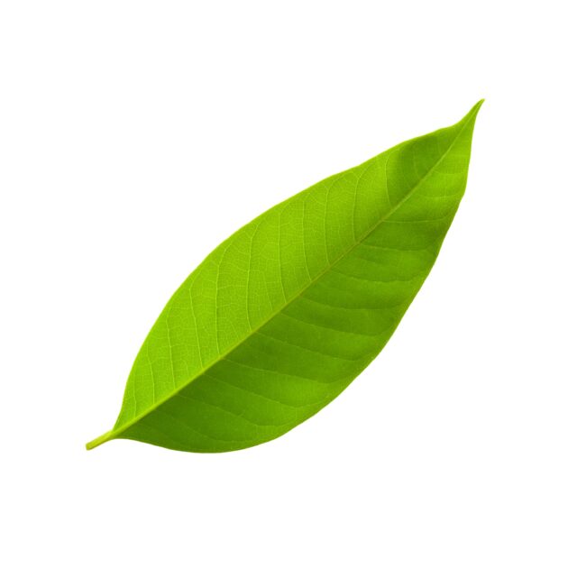 🌿 Paan Leaf 🌿