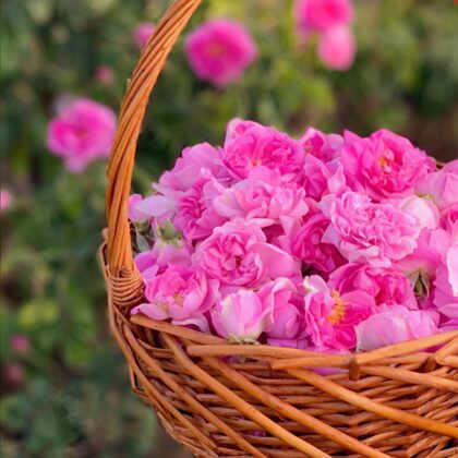 🌼Desi Gulab (Pooja Roses) Flower🌼 
(50gm - 2kg)